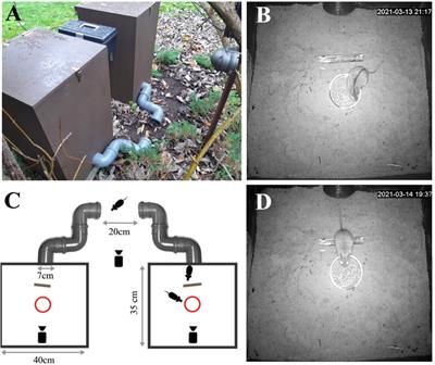 Why are predator cues in the field not more evocative? A ‘real world’ assay elicits subtle, but meaningful, responses by wild rodents to predator scents